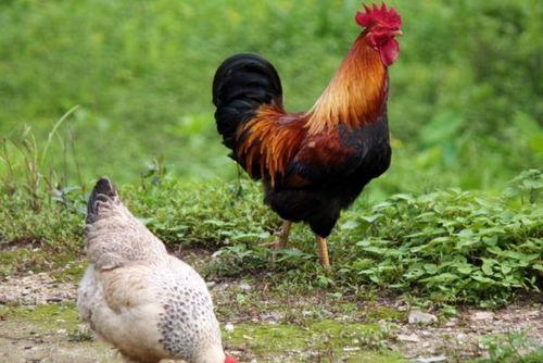 国产老鸡露脸视频,揭秘神秘幕后故事