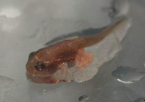 国产蝌蚪网,探索创新科技，引领未来生活新潮流